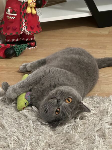 Post your supermodel cats