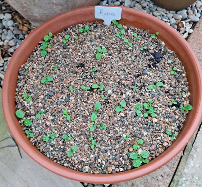 Tribute to my late cats: Forget me Nots