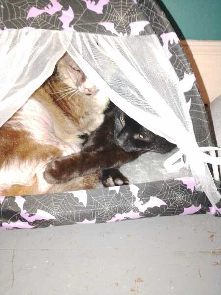 Chicken, Dreamies and Lickelix - the Excellent Cats form a disorderly queue