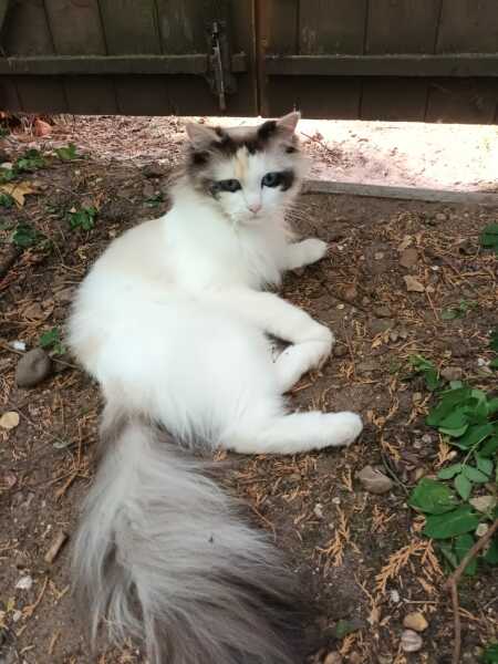 Post your supermodel cats