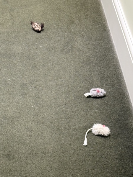 Chicken, Dreamies and Lickelix - the Excellent Cats form a disorderly queue