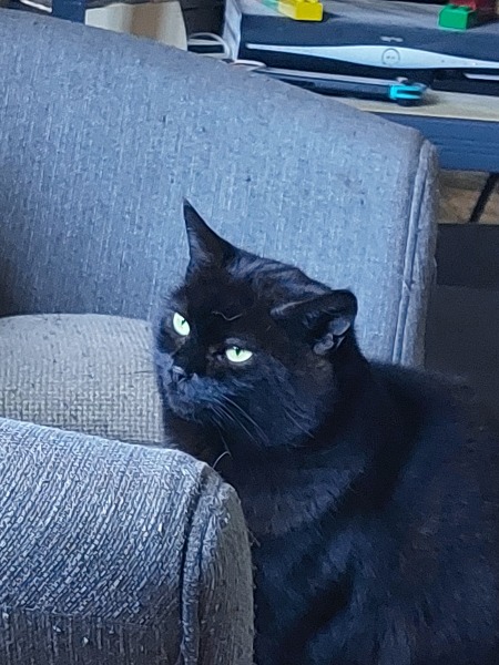 Post your supermodel cats