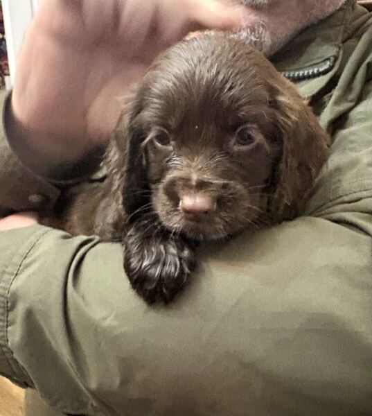 Food for springer puppy