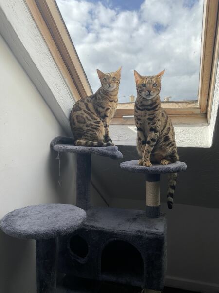 Post your supermodel cats