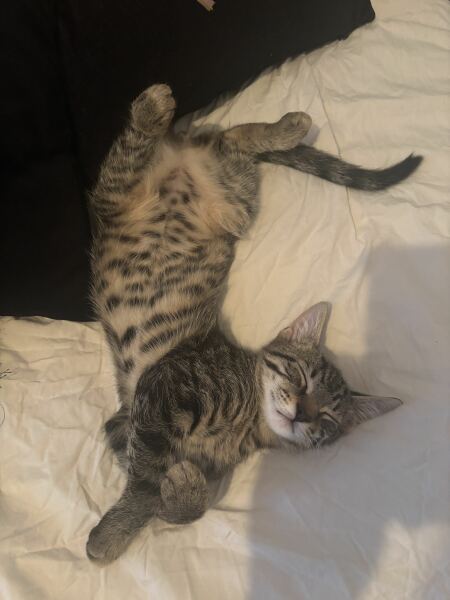 My lovely kitten, will it change?!