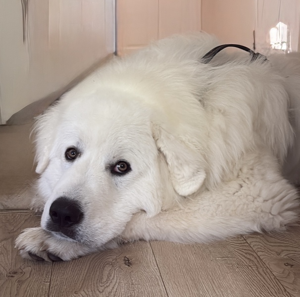 Dog Walker Woes