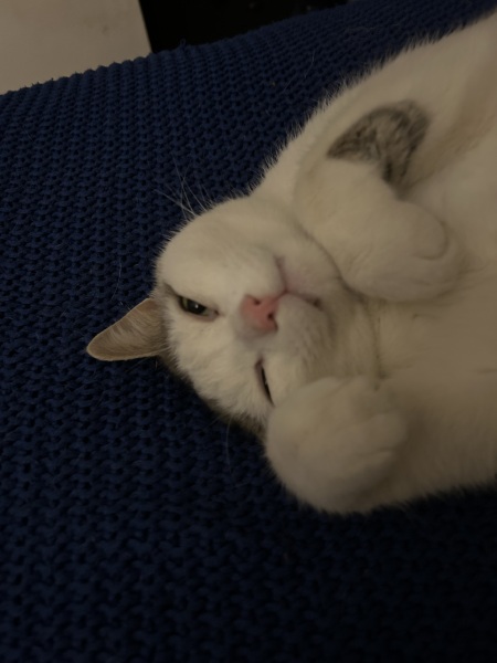 Post your supermodel cats