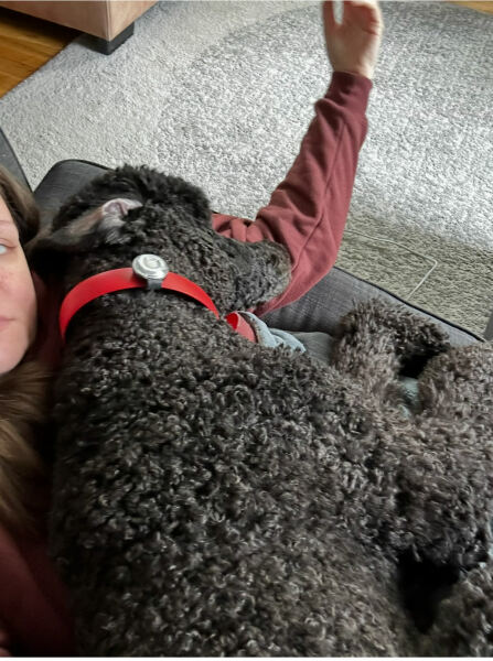 Cavapoo, cockerpoo or cocker spaniel?