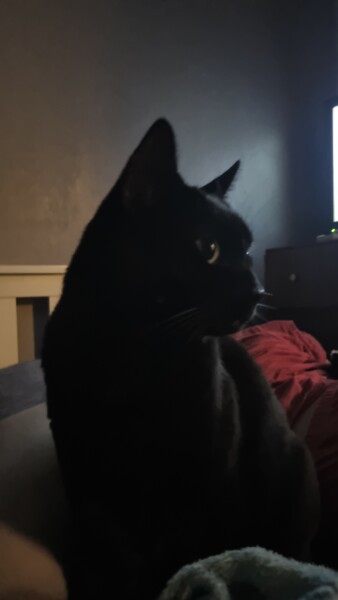 Ex has left his cat behind