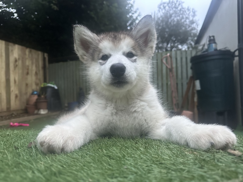 Puppy survival thread! All welcome!