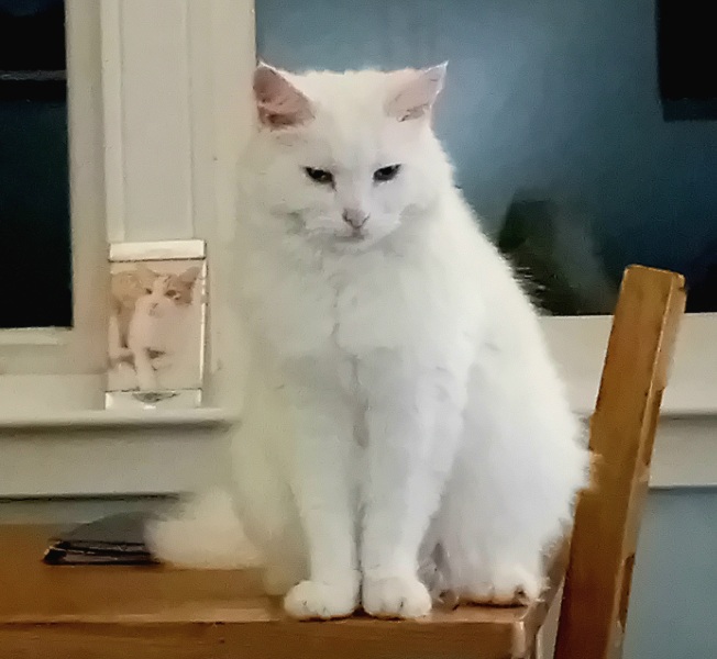 Chicken, Dreamies and Lickelix - the Excellent Cats form a disorderly queue