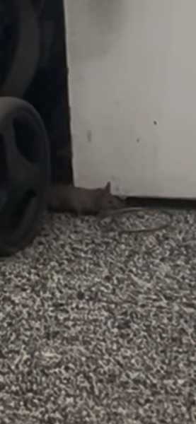 Mice house situation ongoing