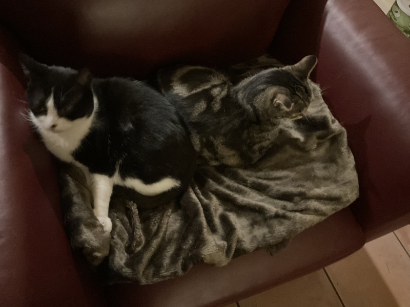 Chicken, Dreamies and Lickelix - the Excellent Cats form a disorderly queue