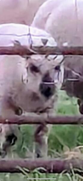 Labour isn't working - Thread 10