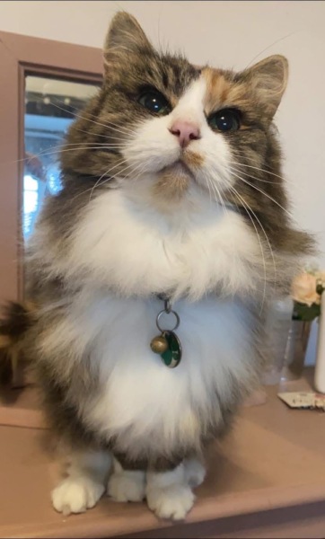 Post your supermodel cats