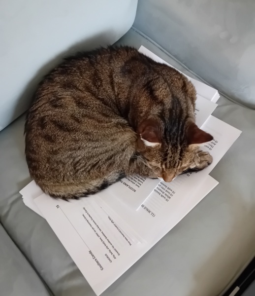 Chicken, Dreamies and Lickelix - the Excellent Cats form a disorderly queue