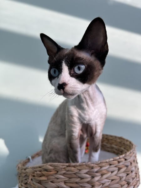Lost our gorgeous cat this morning
