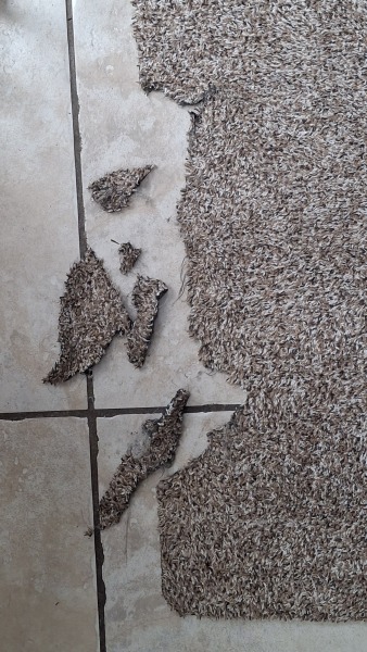 Our Cosmic Autumn Rebellion (Adolescent Support Group)