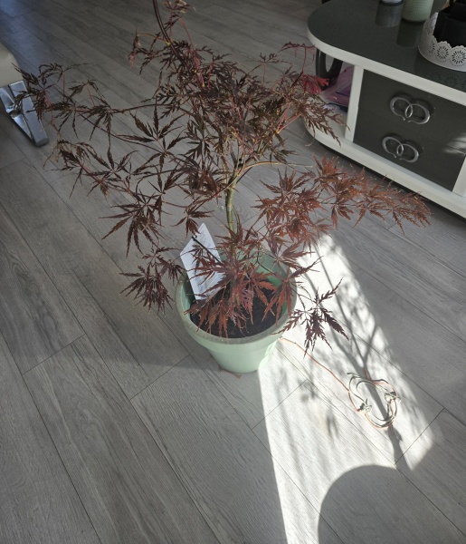 Acer care & container