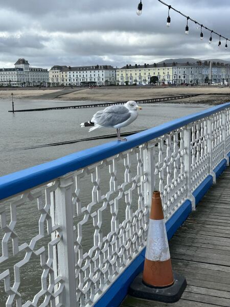 Thread 33 Starmer - Gerst Monath