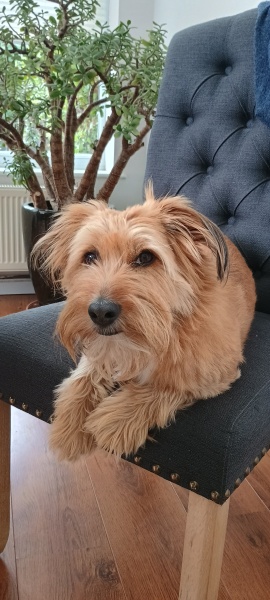 Would it be weird (or workable) to change our dog's name?