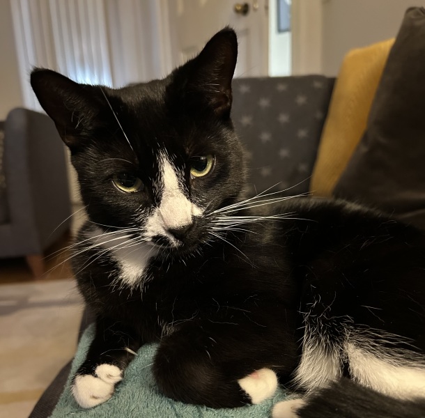 Thread 32 Starmer - Corn Moon