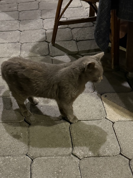 Chicken, Dreamies and Lickelix - the Excellent Cats form a disorderly queue