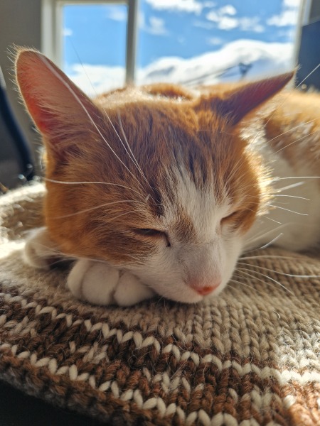 Chicken, Dreamies and Lickelix - the Excellent Cats form a disorderly queue