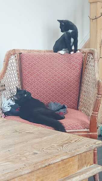 Nervous resident cat and new feisty kitten; any tips?