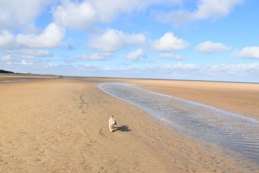 Puppy survival thread! All welcome!