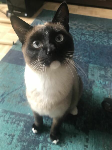 Post your supermodel cats