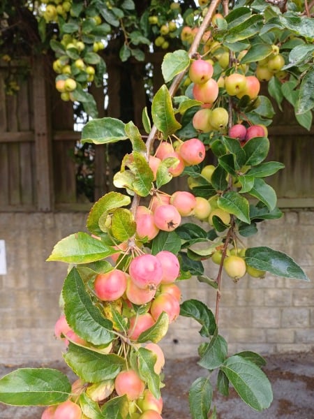 Miniature apples