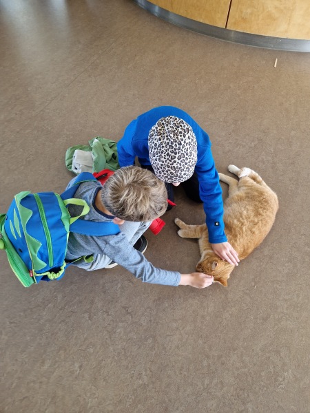 Chicken, Dreamies and Lickelix - the Excellent Cats form a disorderly queue