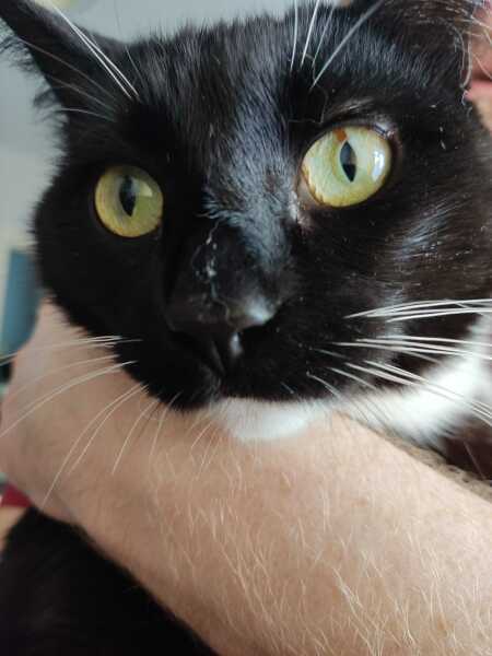 Brown spot appeared in cat's eye