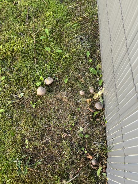 Mushrooms?!