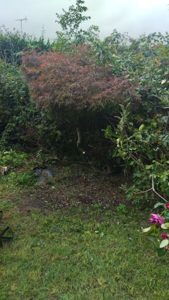 Gardener has "crown lifted" (ruined) our tree