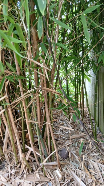Is this Bamboo harmful or harmless clumping bamboo?