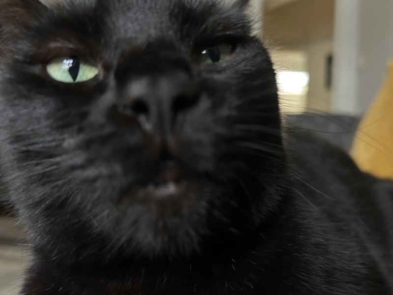 Thread 31 Starmer - September Rain