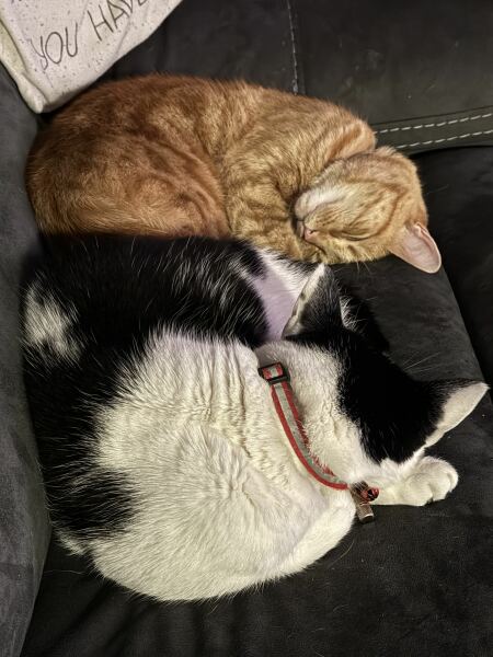 Chicken, Dreamies and Lickelix - the Excellent Cats form a disorderly queue