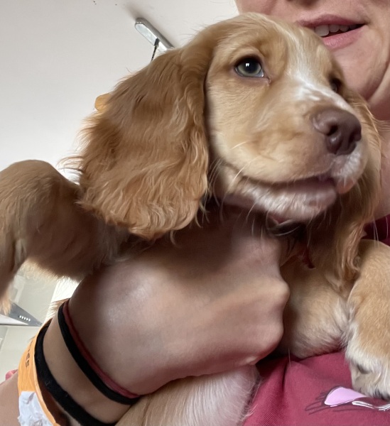 Dog name suggestions welcome…
