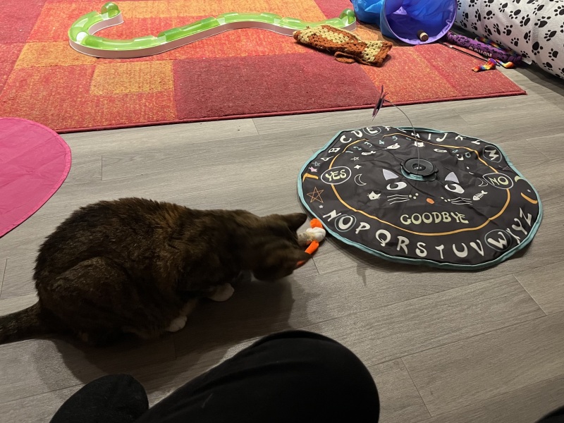 Chicken, Dreamies and Lickelix - the Excellent Cats form a disorderly queue