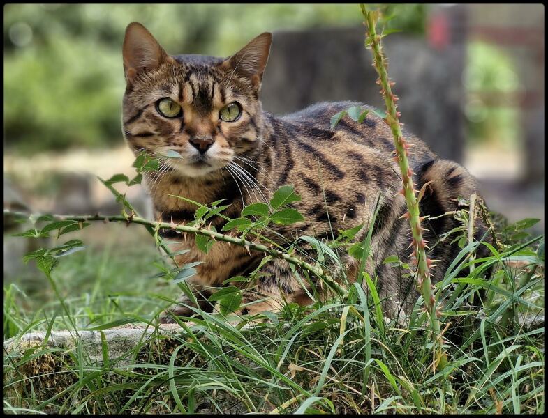Post your supermodel cats