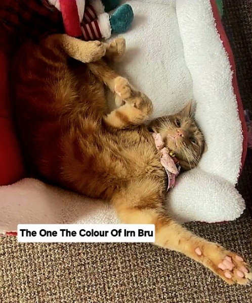 Scottish Tourism - the Excellent Cats debate Gizmo's suitability as a top influencer