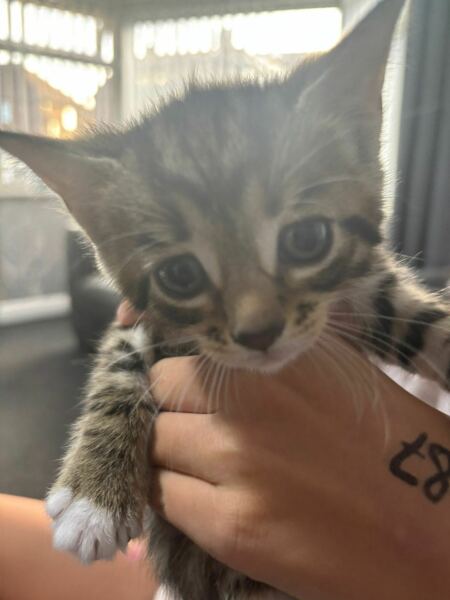 Thread 33 Starmer - Gerst Monath