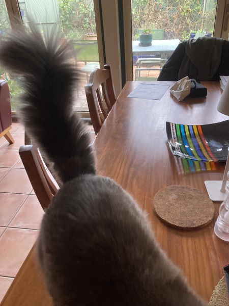 Scottish Tourism - the Excellent Cats debate Gizmo's suitability as a top influencer