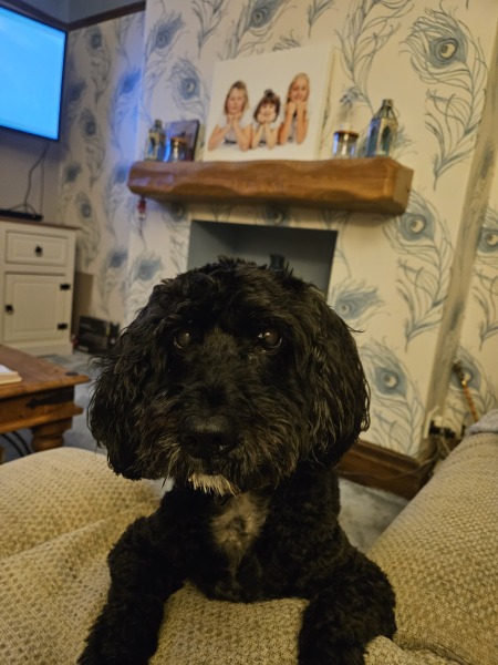 First time family dog, what breed might we be missing?