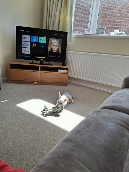 Puppy survival thread! All welcome!