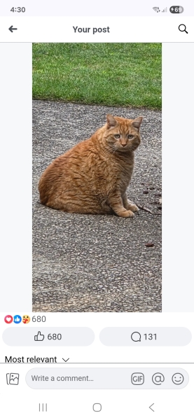 Post your supermodel cats