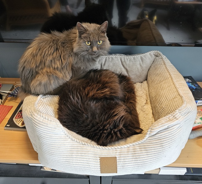 Chicken, Dreamies and Lickelix - the Excellent Cats form a disorderly queue