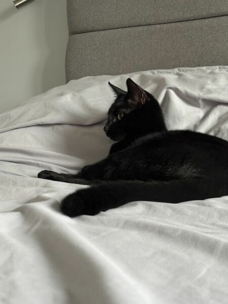 Cats with thumbs!